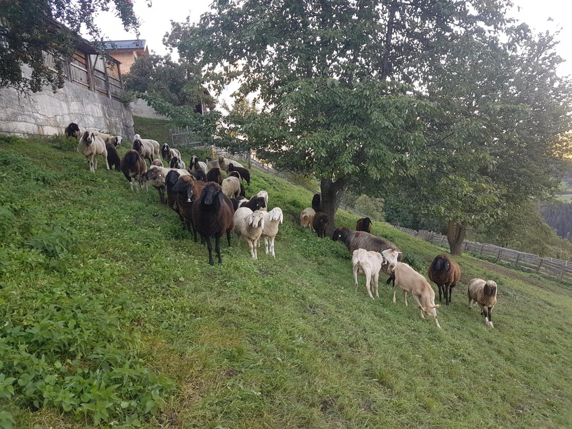 Apart Alpenzeit ارزل ام بيتزتال المظهر الخارجي الصورة